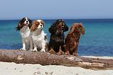 CAVALIER KING CHARLES 119